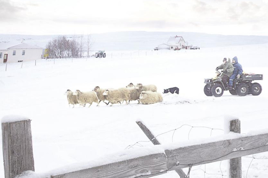 Cineforum: "RAMS (El valle de los carneros)"